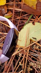 Camponotus novaeboracensis