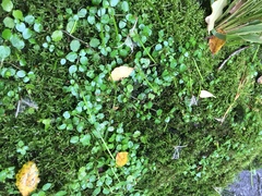 Epilobium nerteroides