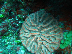 Mycetophyllia ferox