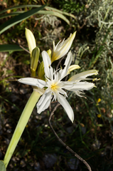 Pancratium illyricum