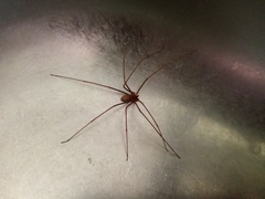 Loxosceles spinulosa