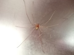 Loxosceles spinulosa