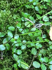 Epilobium nerteroides