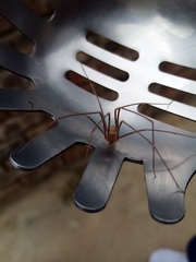 Loxosceles spinulosa