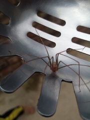 Loxosceles spinulosa