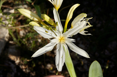 Pancratium illyricum