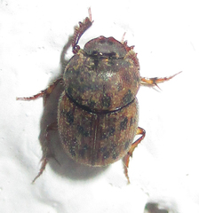 Onthophagus variegatus