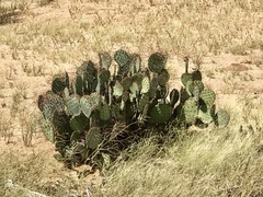 Opuntia macrocentra