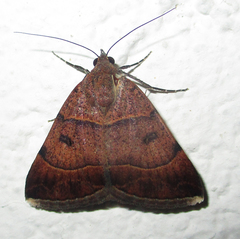 Plecopterodes moderata