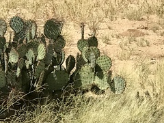 Opuntia macrocentra