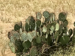 Opuntia macrocentra