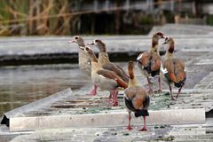 Alopochen aegyptiaca