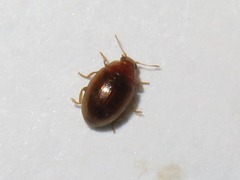 Rhyzobius litura
