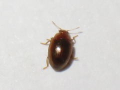 Rhyzobius litura