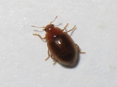 Rhyzobius litura