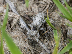 Trichocleonus leucophyllus