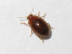 Rhyzobius litura