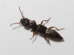 Rugilus rufipes