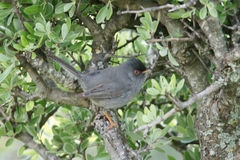 Curruca sarda