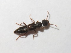 Rugilus rufipes