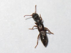 Rugilus rufipes
