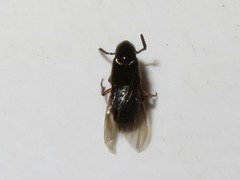 Xantholinus longiventris