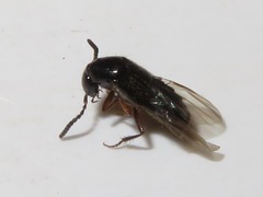 Xantholinus longiventris