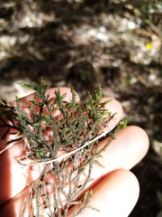 Echinodiopsis hispida