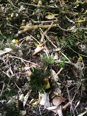 Echinodiopsis hispida