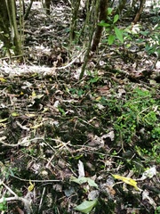 Echinodiopsis hispida