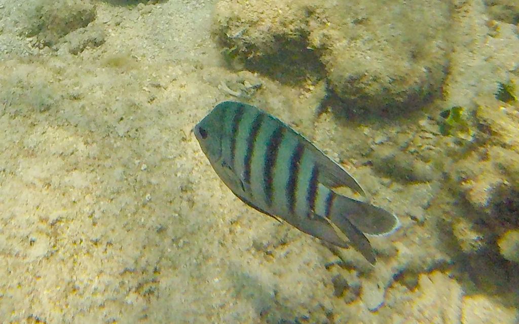 Bengal Sergeant