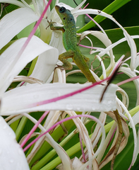 Anolis extremus