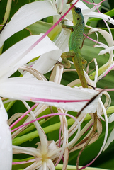 Anolis extremus