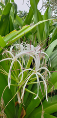 Anolis extremus