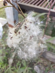 Asclepias curassavica