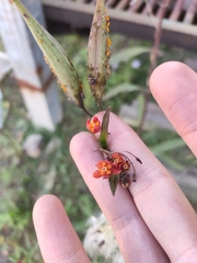 Asclepias curassavica