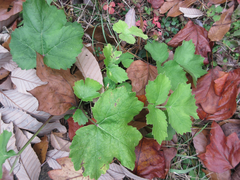 Heracleum moellendorffii