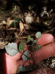 Brachyglottis sciadophila