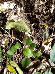 Brachyglottis sciadophila