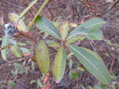 Salix gracilistyla