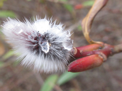 Salix gracilistyla