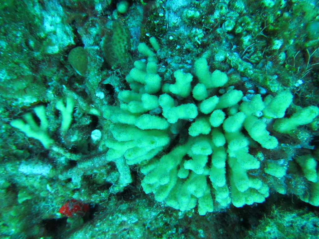 Eight-ray finger coral