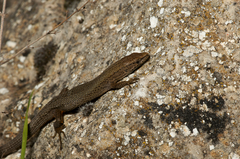 Algyroides fitzingeri