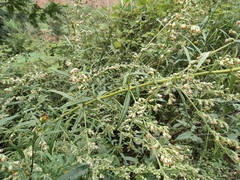 Artemisia umbrosa