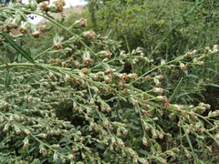 Artemisia umbrosa