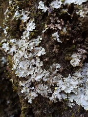 Podostictina pickeringii