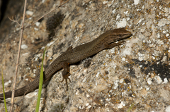 Algyroides fitzingeri