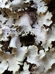 Podostictina pickeringii