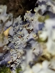 Podostictina pickeringii