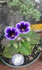 Gesnerieae